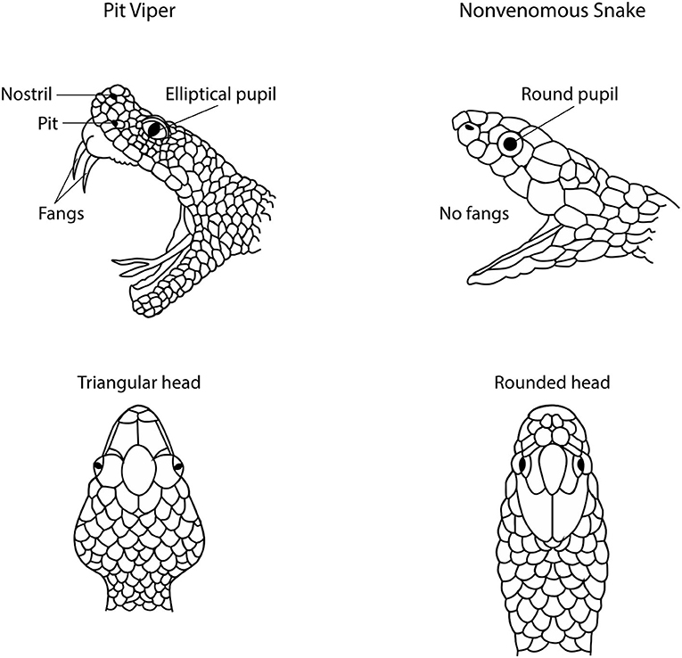 Figure 1 - The physical differences between pit vipers and non-venomous snakes.