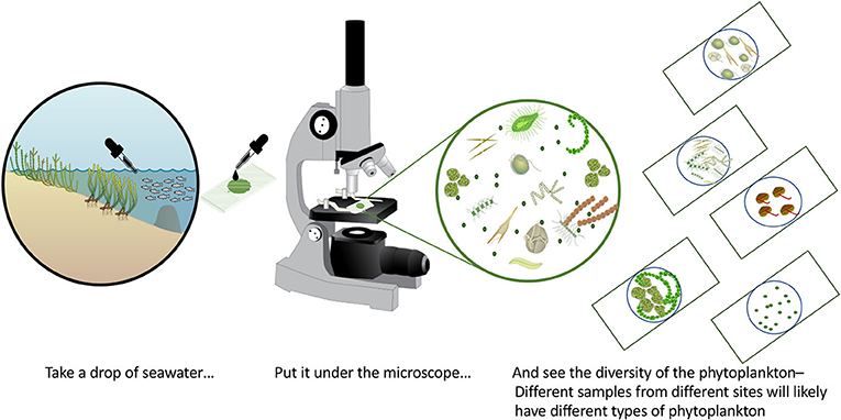 Figure 1 - Every drop of seawater has thousands of microscopic plankton.
