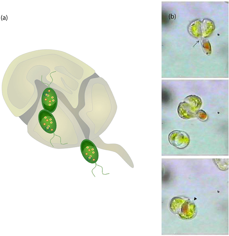 Figure 3 - (a) A mixoplankton cell having a meal of another small phytoplankton cell.